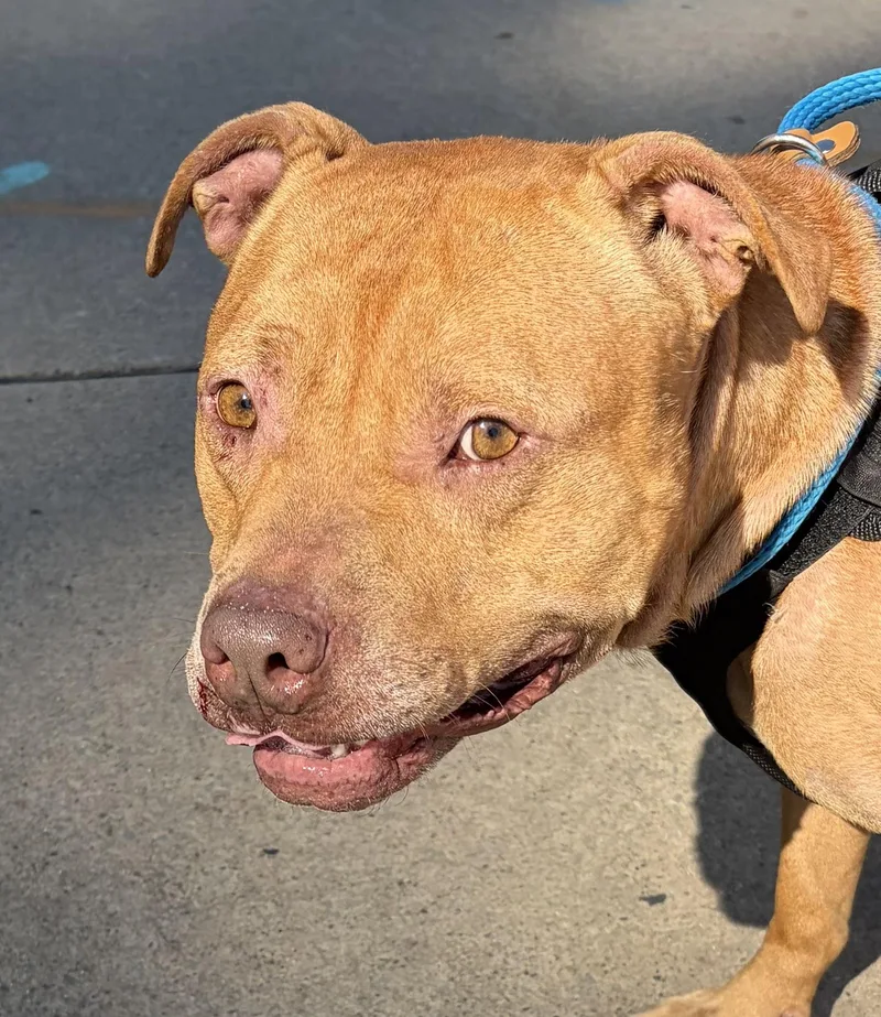 A young large-sized male Red / Chestnut / Orange Pit Bull Terrier dog named Samson for adoption in McKeesport, PA