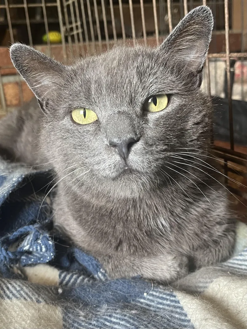An adult medium-sized male Gray / Blue / Silver Domestic Short Hair cat named Johnny for adoption in Stuart, VA