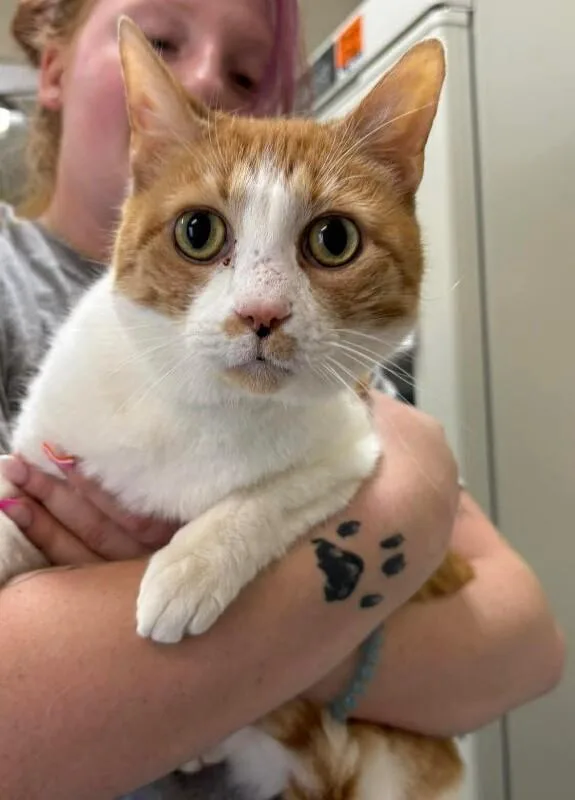 An adult medium-sized male Tabby (Orange / Red) Domestic Short Hair cat named James for adoption in Burgaw, NC