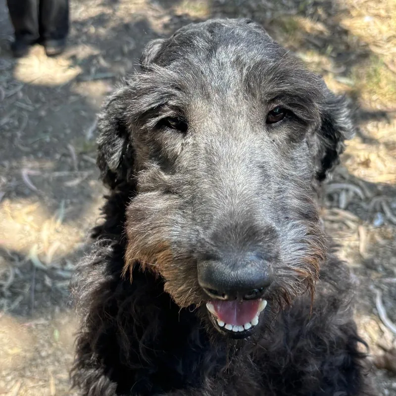 An adult medium-sized female Black Poodle dog named Dahlia for adoption in Sonoma, CA