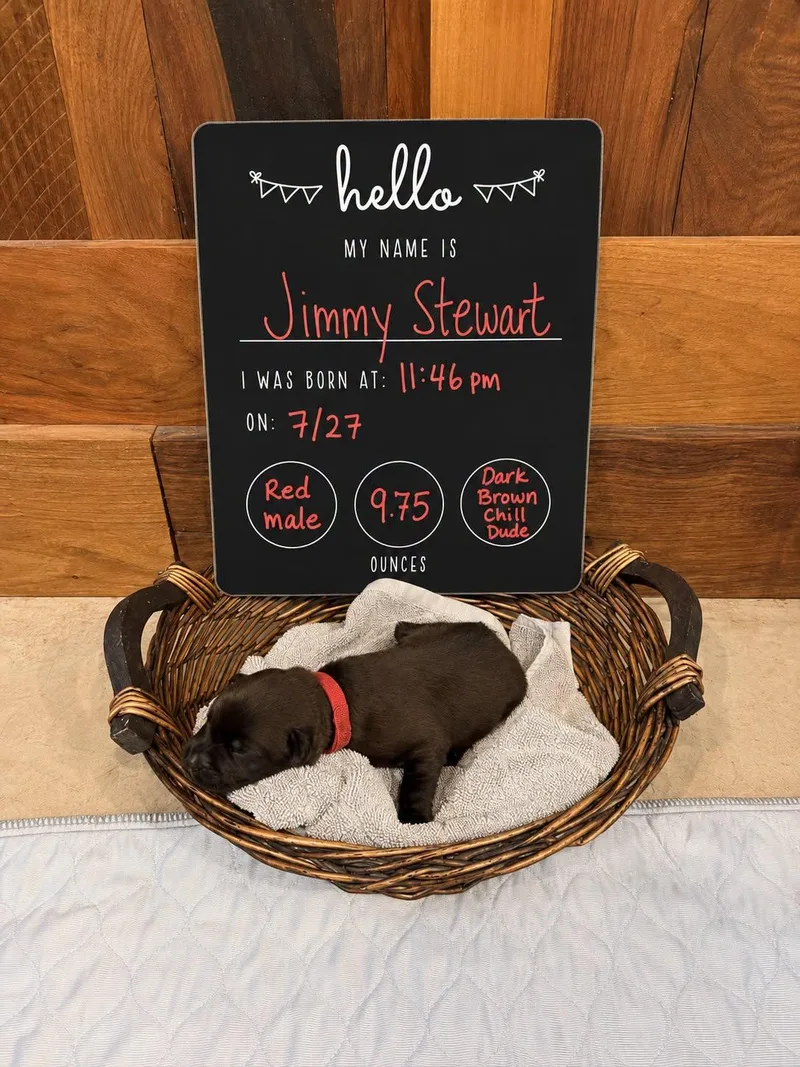 A baby large-sized male Mixed Breed dog named Jimmy Stewart for adoption in Memphis, TN