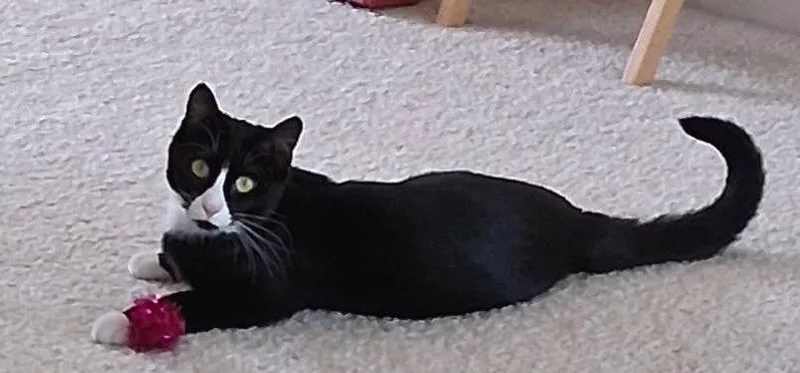 A young medium-sized female Domestic Short Hair cat named Emma for adoption in Libertyville, IL