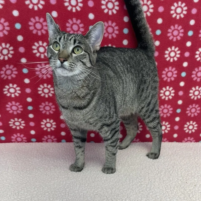 A young medium-sized female Tabby (Brown / Chocolate) Domestic Short Hair cat named Mcdouble for adoption in Benld, IL