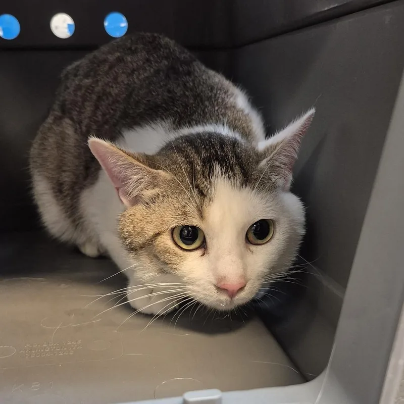 An adult small-sized male Brown / Chocolate Domestic Short Hair cat named Jumper for adoption in Columbus, GA