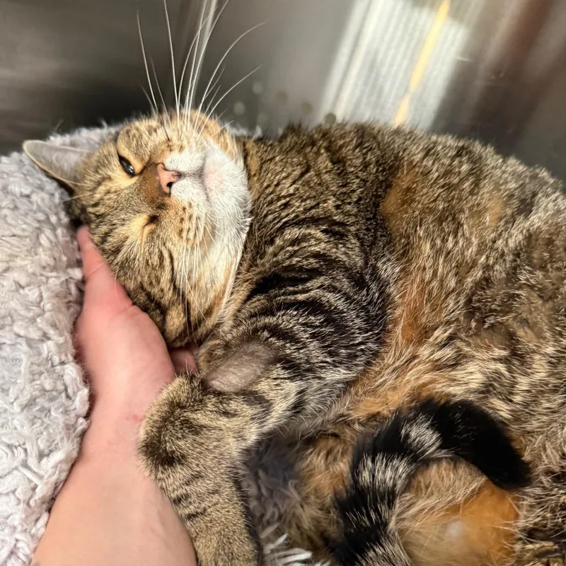 A senior extra large-sized female Brown / Chocolate Domestic Short Hair cat named Avery NOCO for adoption in Denver, CO