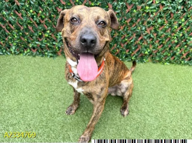 An adult medium-sized male Mixed Breed dog named Nate for adoption in West Palm Beach, FL