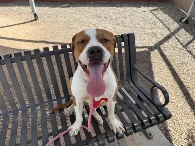 A young large-sized male Pit Bull Terrier dog named Bronc for adoption in Phoenix, AZ