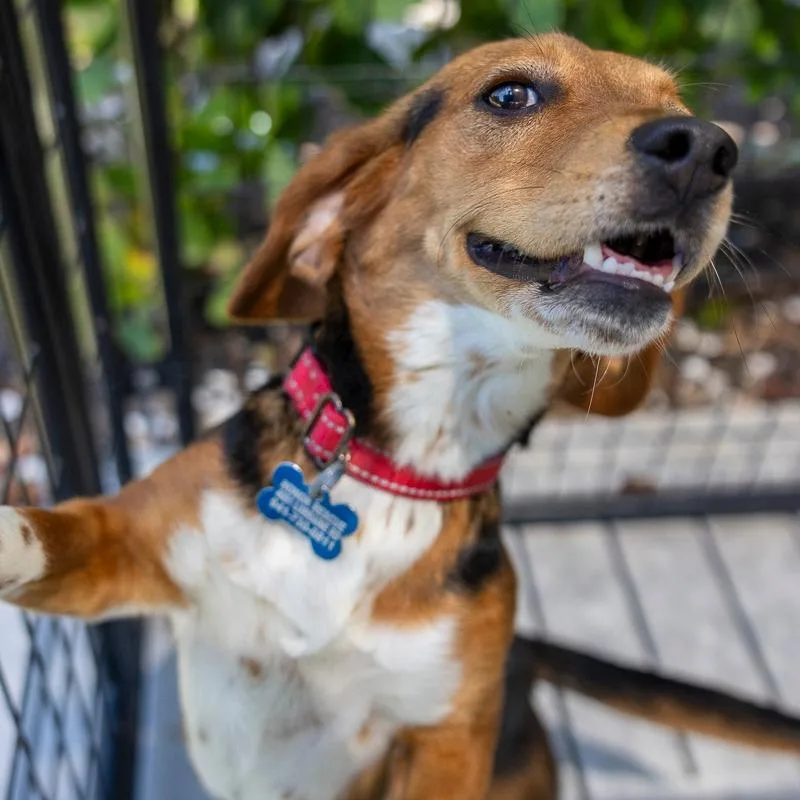 An adult medium-sized female Brown / Chocolate Beagle dog named Chanel for adoption in Bradenton, FL