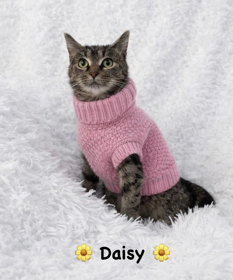 Daisy