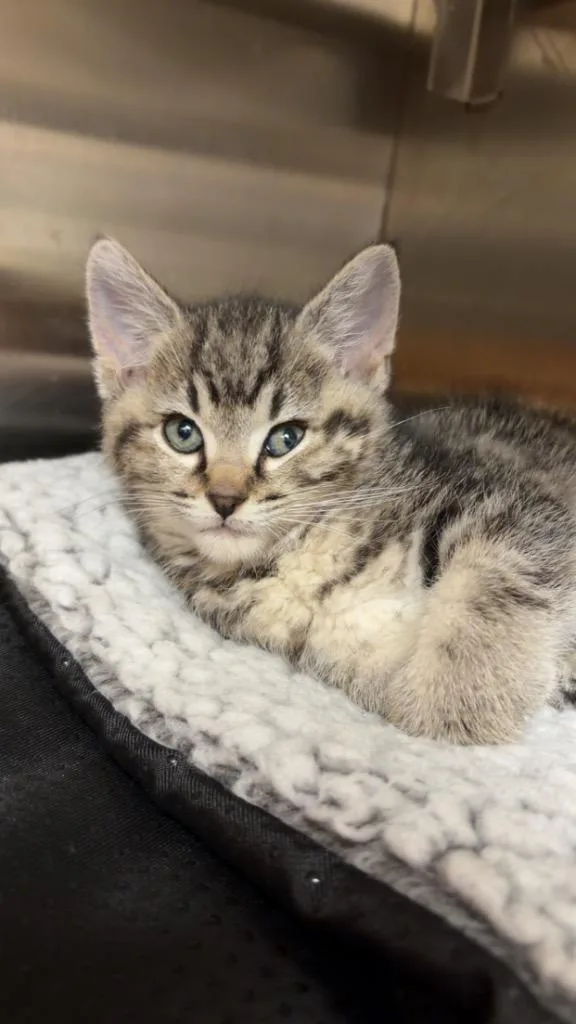 A baby small-sized male Domestic Short Hair cat named Martin for adoption in Great Bend, KS