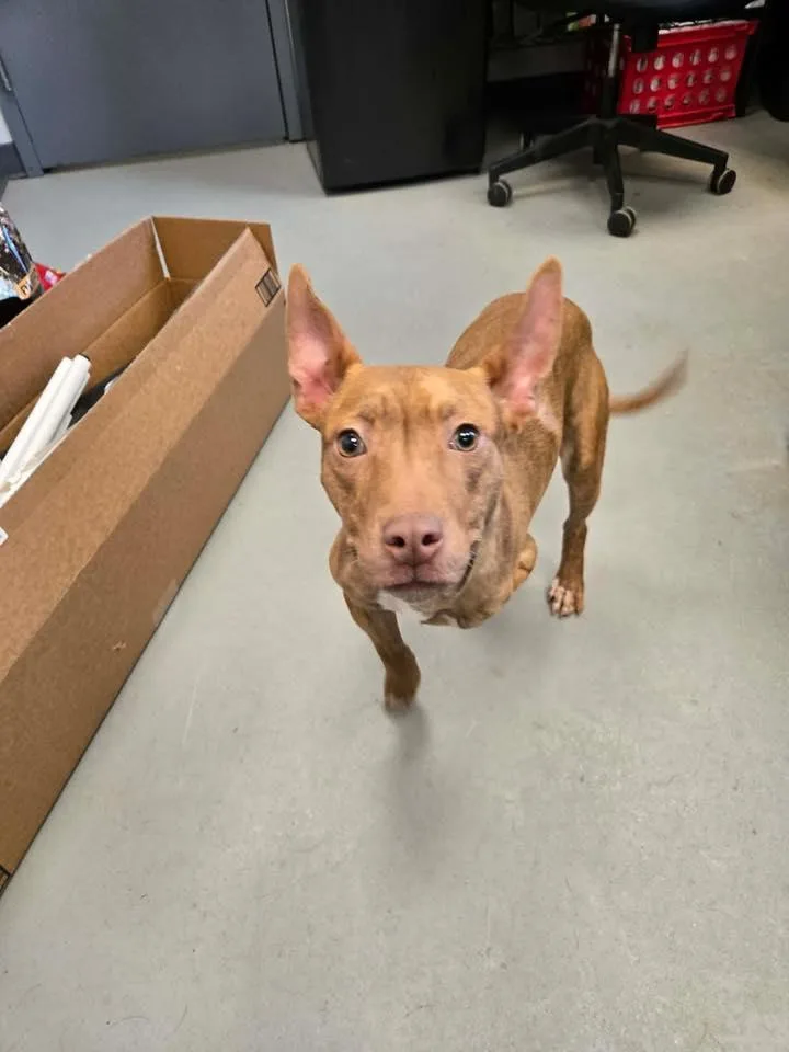 Teriyaki thumbnail 2