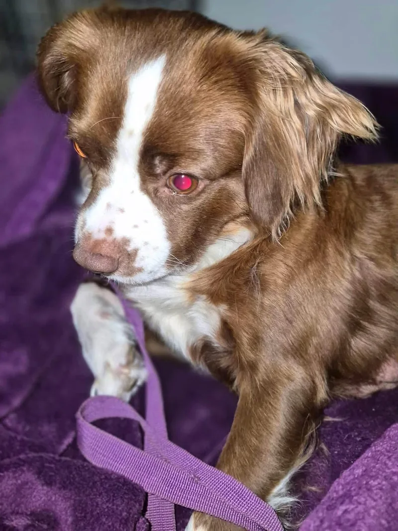 A young small-sized female Terrier dog named Marge for adoption in New London, WI