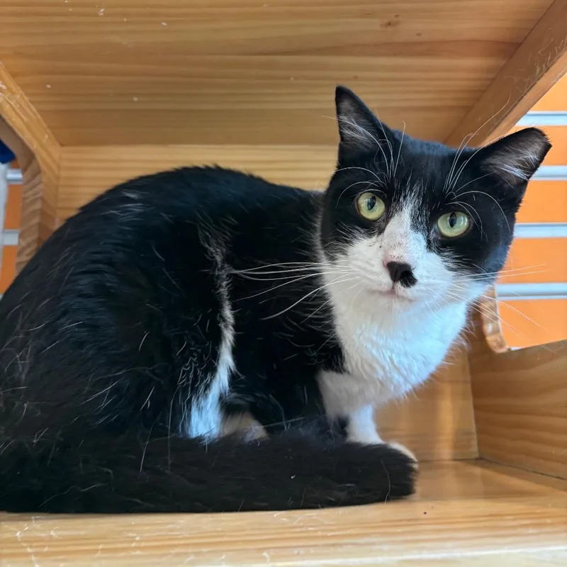 An adult large-sized male Black Domestic Short Hair cat named Marco for adoption in Washington Township, OH