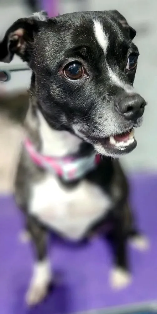 A young small-sized female Brindle Boston Terrier dog named Pawla for adoption in Draper, UT