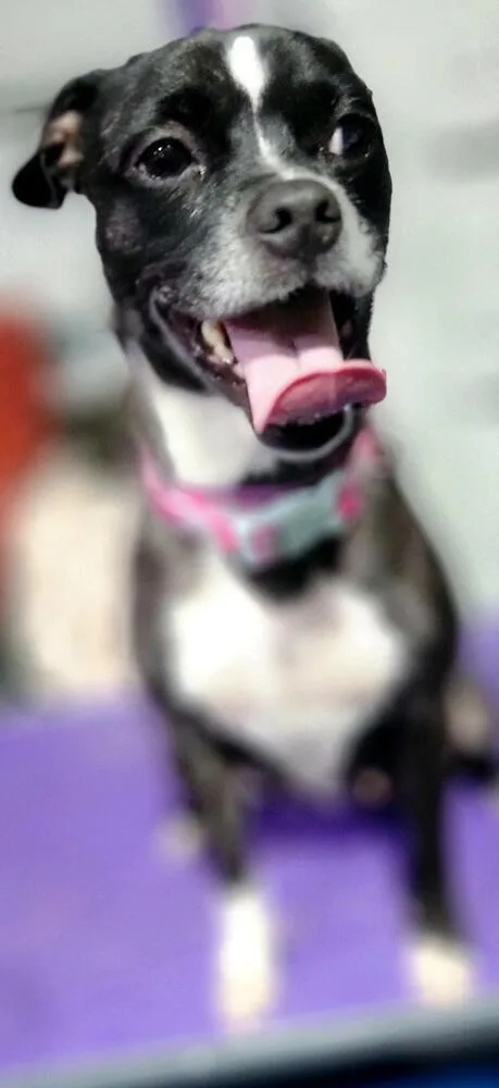 Pawla thumbnail 2