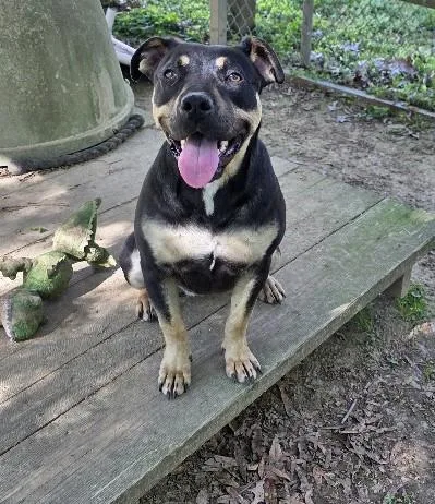 A young medium-sized female Black Mixed Breed dog named Molly Mae for adoption in Rossville, TN