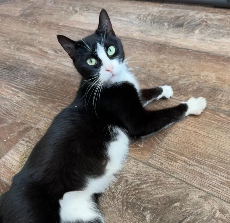 Captain Cat Sparrow thumbnail 2