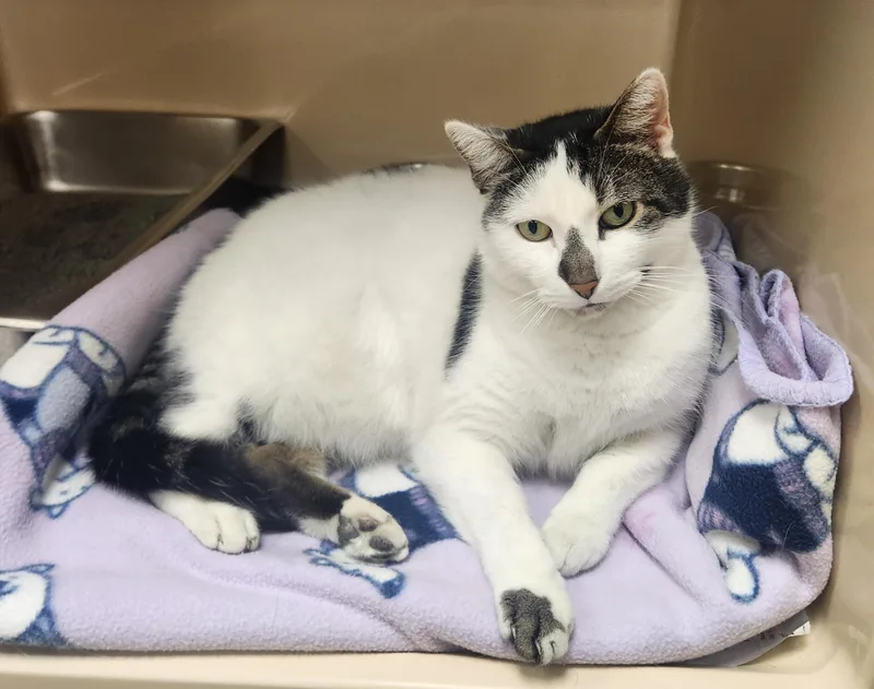 A senior medium-sized male White Domestic Short Hair cat named Jasper for adoption in Clayton, NJ