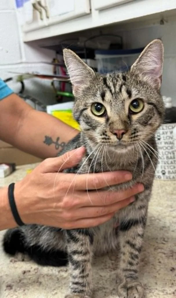 A young medium-sized male Domestic Short Hair cat named Spectre for adoption in Lavonia, GA