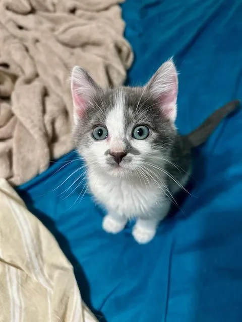Phoebe