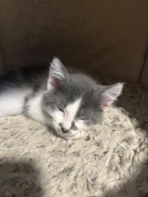 Phoebe thumbnail 2