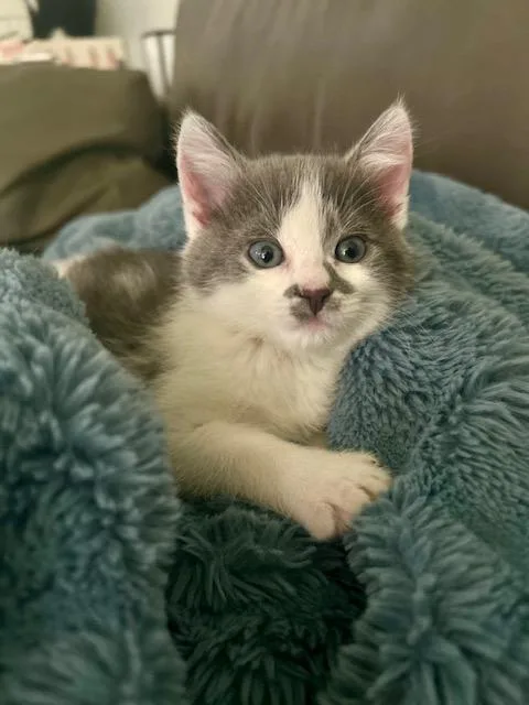 Phoebe thumbnail 4