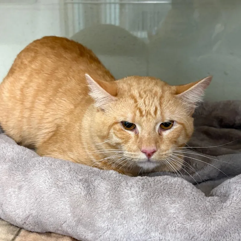 A young medium-sized male Orange / Red Domestic Short Hair cat named Teddy Bear for adoption in League City, TX