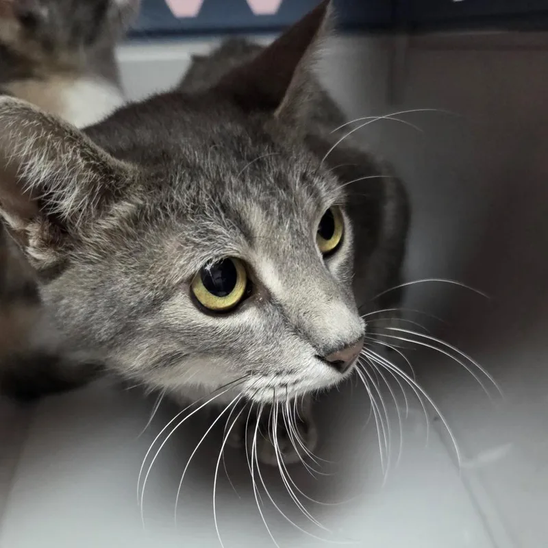 An adult medium-sized female Gray / Blue / Silver Domestic Short Hair cat named Aggie for adoption in Branson, MO