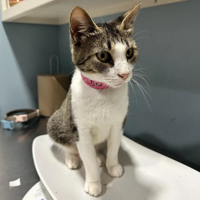 An adult medium-sized female Gray / Blue / Silver Domestic Short Hair cat named Avalon for adoption in Chattanooga, TN