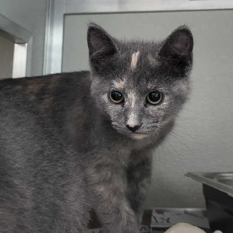A baby small-sized female Gray / Blue / Silver Domestic Short Hair cat named Mojave for adoption in Chattanooga, TN