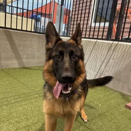 An adult large-sized female German Shepherd Dog dog named Athena for adoption in Merriam, KS