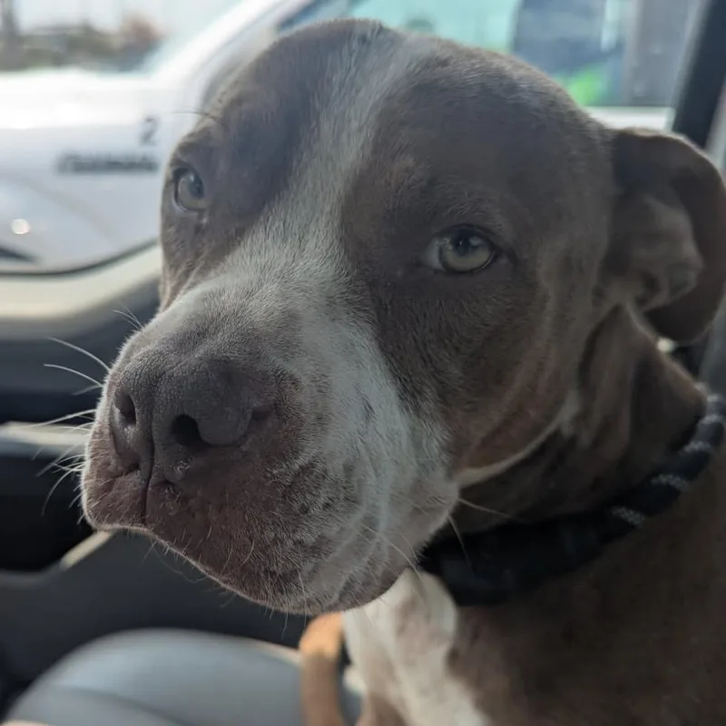 An adult medium-sized female Brown / Chocolate Pit Bull Terrier dog named Peanut for adoption in East Saint Louis, IL