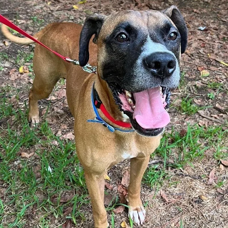 An adult large-sized male Tricolor (Brown, Black, & White) Boxer dog named Vega for adoption in Zuni, VA