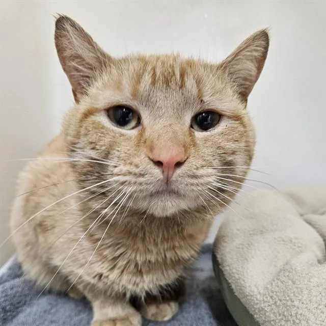 An adult small-sized male Domestic Short Hair cat named Nolan for adoption in Westminster, MD