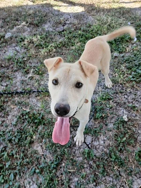 An adult medium-sized male Labrador Retriever dog named Biggie for adoption in Corpus Christi, TX
