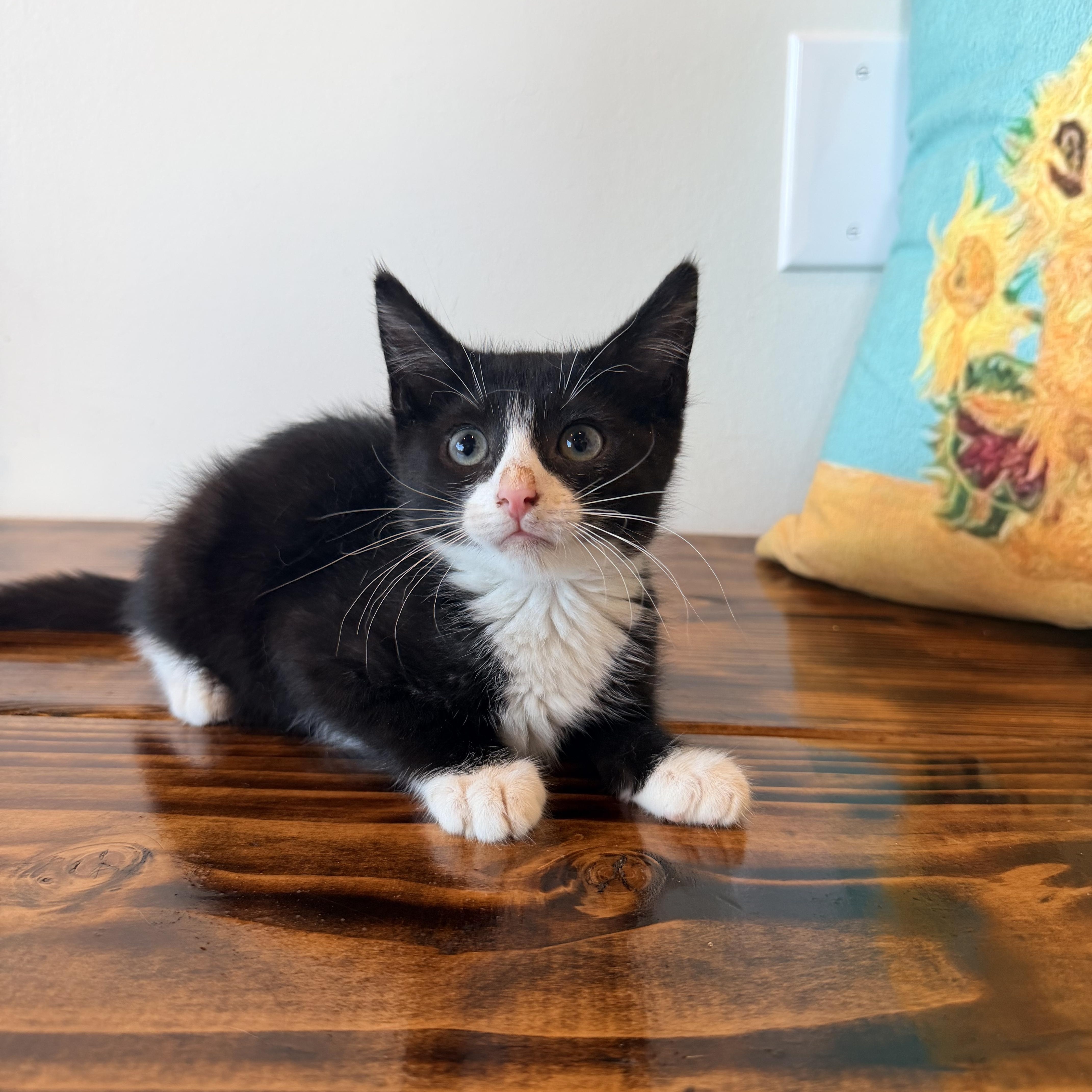 A baby small-sized male Black & White / Tuxedo Domestic Short Hair cat named Jukes for adoption in Bellmawr, NJ