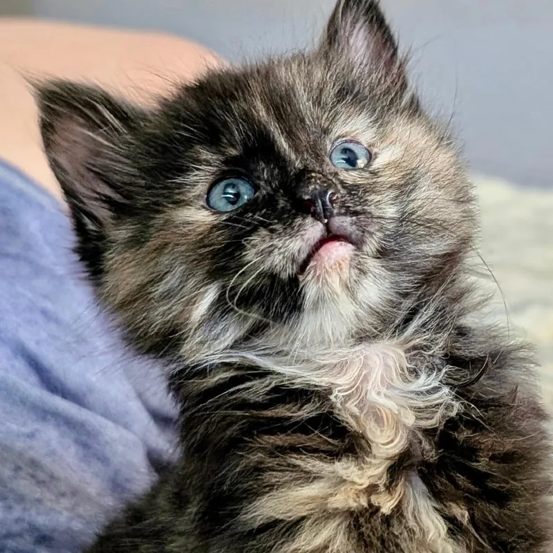 A baby small-sized female Tortoiseshell Domestic Short Hair cat named A Trixie for adoption in Pleasant Hill, CA