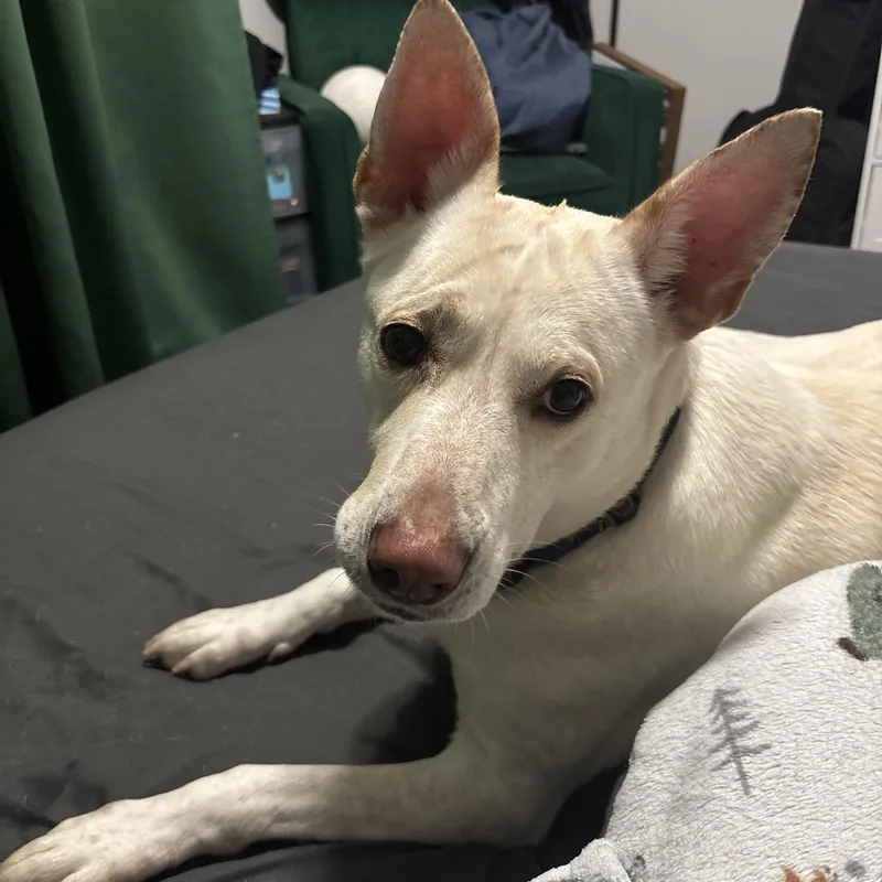 An adult large-sized female Apricot / Beige Labrador Retriever dog named Peach for adoption in Sanford, NC