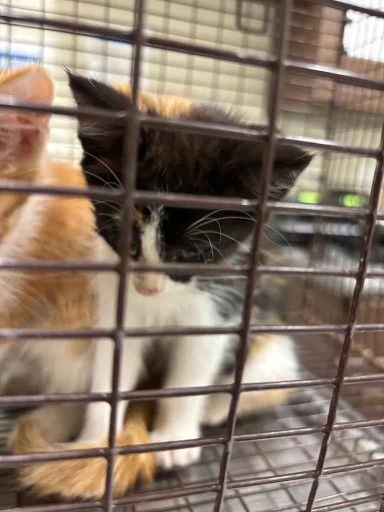 A baby medium-sized female Domestic Short Hair cat named 2026-06-131 for adoption in Winder, GA