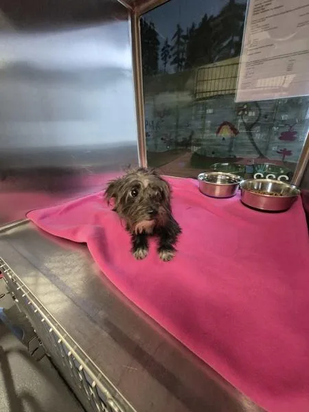 A young small-sized female Terrier dog named Pen for adoption in Lawrenceville, GA