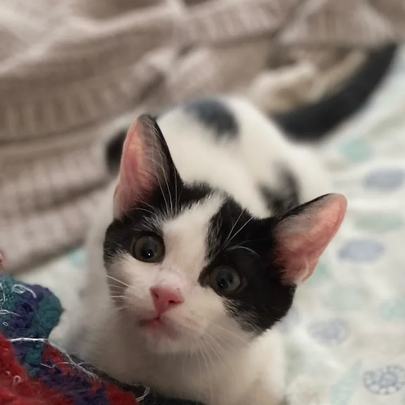 A baby medium-sized female Black & White / Tuxedo Domestic Short Hair cat named Bessie for adoption in Johnson City, TN