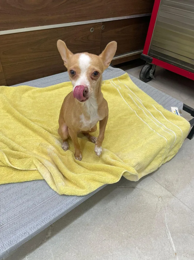 An adult small-sized female Yellow / Tan / Blond / Fawn Chihuahua dog named Lily for adoption in Santa Rosa, CA