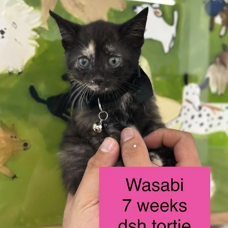 A baby small-sized female Tortoiseshell Domestic Short Hair cat named Wasabi for adoption in Tampa, FL