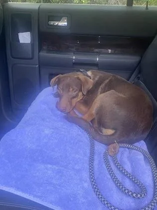 An adult small-sized male Labrador Retriever dog named Dunkin for adoption in Gainesville, FL