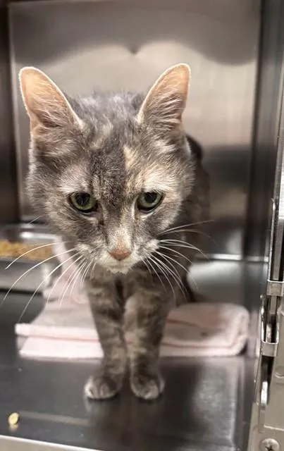 An adult medium-sized female Domestic Short Hair cat named Flurry for adoption in Upper Marlboro, MD