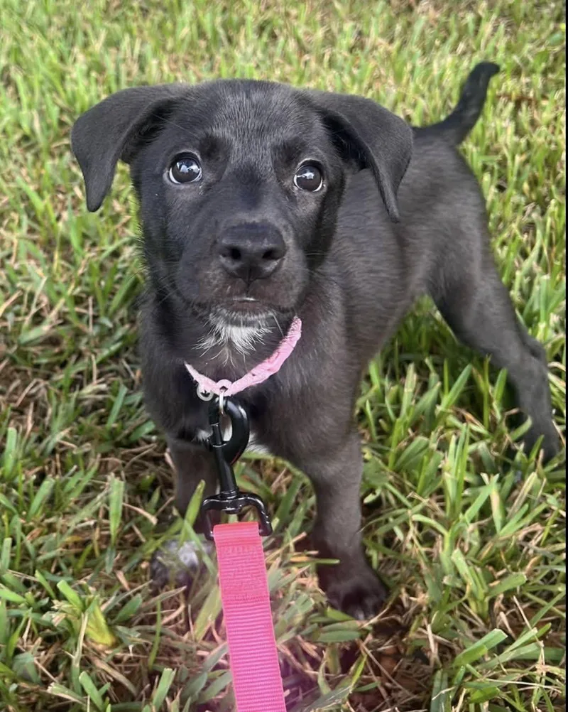 A baby medium-sized female Labrador Retriever dog named Mindy for adoption in Saint Petersburg, FL