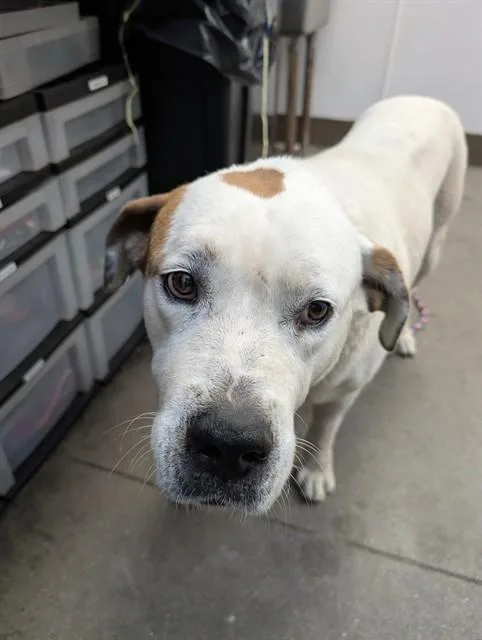 An adult large-sized male Mastiff dog named Lars for adoption in Tucson, AZ