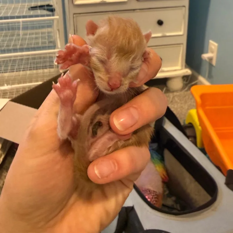 A baby small-sized male Orange / Red Domestic Short Hair cat named Toast for adoption in Chaska, MN