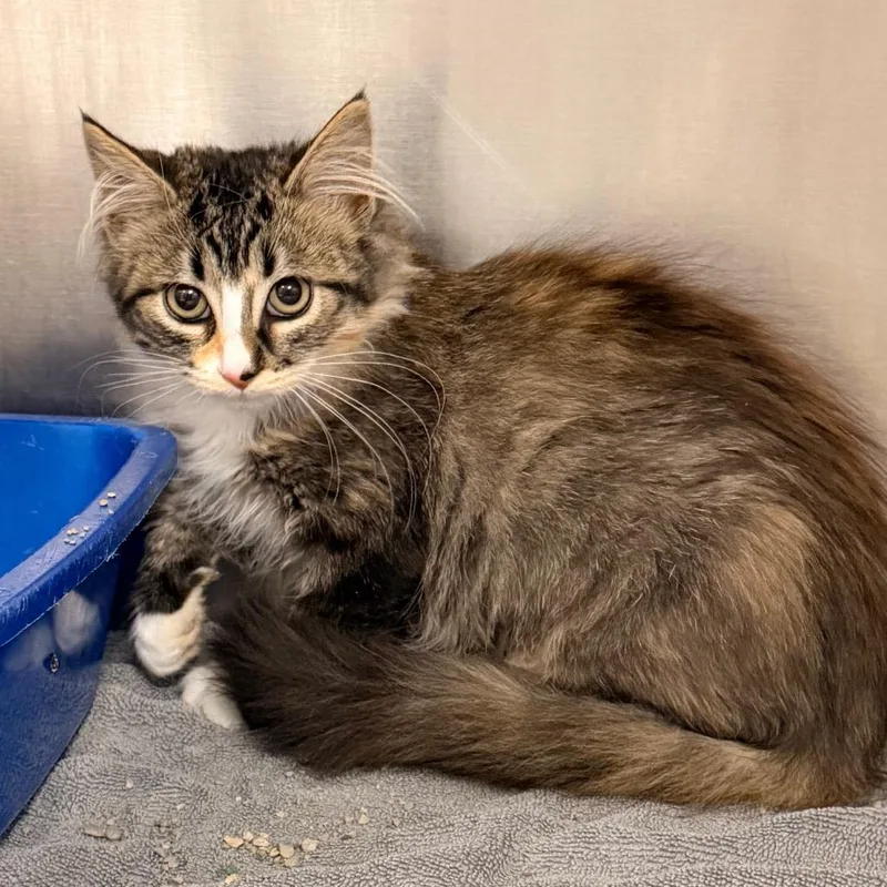 A baby small-sized female Gray / Blue / Silver Domestic Short Hair cat named Moon for adoption in Indianapolis, IN