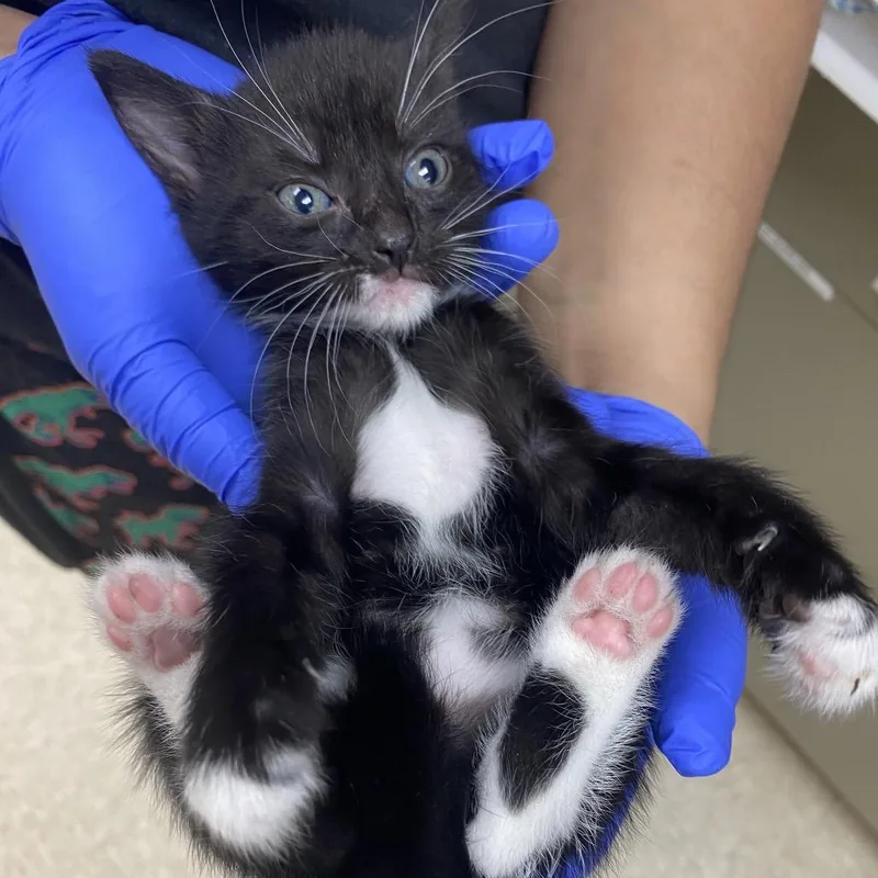 A baby small-sized female Black Domestic Short Hair cat named Sophia for adoption in Columbus, GA
